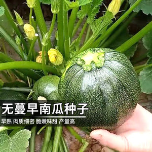 无蔓早南瓜种子农家春秋季四季盆栽蔬菜种孑四季早熟南瓜种籽春夏