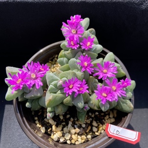 无比玉 悟比玉 多年生 群生老桩 番杏科 开花多肉植物 一物一拍