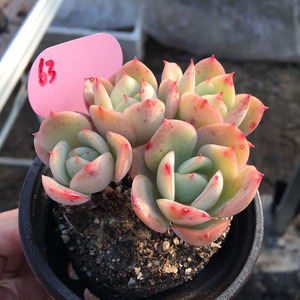 多肉植物景天玛丽亚ak玛利亚玛利亚酸橙柠檬 一物一拍 多肉植物