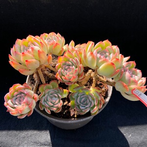 草莓冰多肉植物群生老桩一物一拍精品控养大棚直销