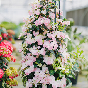 【垂吊绣球】白色粉色落跑新娘 丰花获奖品种 老园丁庭院盆栽花卉