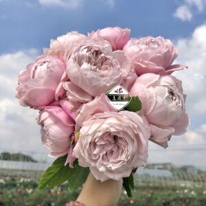 罗斯琳 p11盆灌木月季灰蓝紫色包子粗壮强健少刺 老园丁庭院盆栽