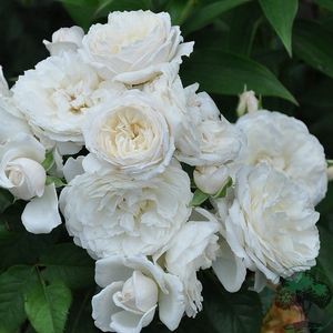 柏姬 灌木月季 v9方盆 白色纽扣眼花心 株型小巧 老园丁庭院盆栽