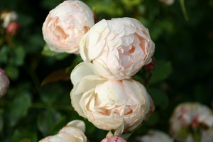 费加罗夫人 p11盆灌木月季 淡粉白色包子状大花 老园丁庭院盆栽