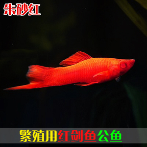 单尾红箭鱼公鱼繁殖用公鱼红剑鱼小型观赏鱼孔雀鱼燕尾朱砂红精品
