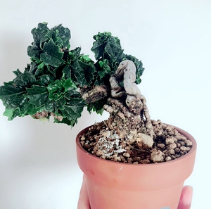 日本龙神爬山虎