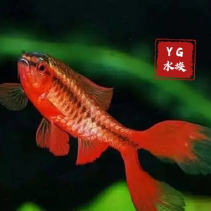 yg水族 超级红樱桃 进口长尾红樱桃灯鱼红玫瑰活体草缸热带观赏鱼