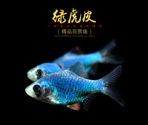 YG水族绿虎皮鱼水草鱼缸蓝绿宝石水草缸群游三间虎鱼活体观赏鱼