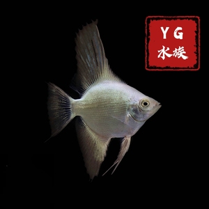 yg水族进口 海鸥神仙 热带鱼观赏鱼海鸥燕子鱼高端燕鱼稀有品种