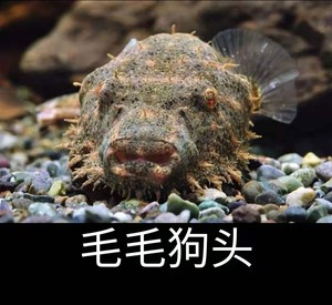 yg水族进口毛毛狗头 鱼淡水海豚鱼潜水艇热带观赏鱼水族活体宠物