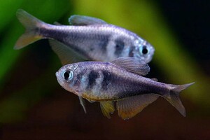 【水钴蓝】水钴蓝品牌,价格 - 阿里巴巴