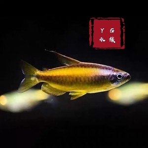 yg水族进口珍稀非洲 黄金二线刚果灯 二线刚果灯鱼活体热带观赏鱼