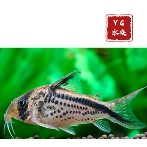 红斜纹鼠鱼 黑剑斜纹鼠鱼 南美进口底栖工具鱼热带淡水活体观赏鱼