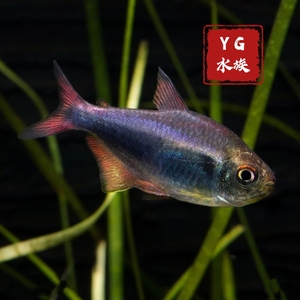 血翅蓝帝王灯鱼 秘鲁红尾血翅蓝帝王草缸群游淡水热带观赏鱼活体