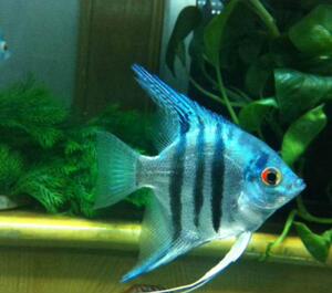 yg水族 蓝魔鬼燕 蓝魔鬼神仙鱼 蓝色魔鬼类燕鱼淡水鱼燕子活体鱼