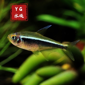 yg水族 黑管灯鱼 黑灯管 黑莲灯 草缸群游热带观赏鱼鲜活宠物鱼