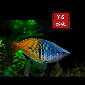 【石美人热带鱼】石美人热带鱼品牌,价格 - 阿里巴巴