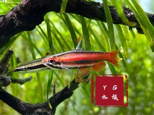 yg水族火焰铅笔鱼 紫焰铅笔 灯鱼二线铅笔南美进口热带观赏草缸鱼