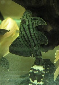 yg水族l191哥绿异型南美哥伦比亚绿皮皇冠豹异形清道夫热带观赏鱼