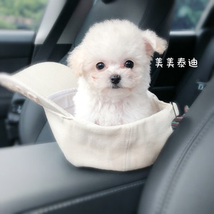 成都美美泰迪宠物纯种白色进口茶杯犬泰迪比熊犬立耳飞耳小型狗狗