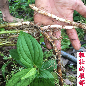 三白草