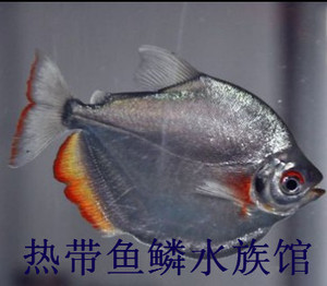 高身银板鱼活体 红眼白子银板鱼 虎纹银板 黑桃a 粗线银板鱼苗