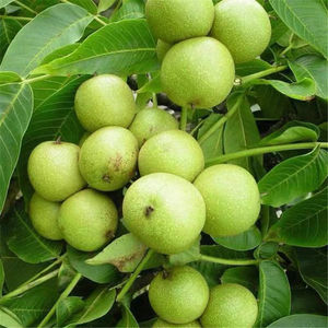 冠核一号核桃苗