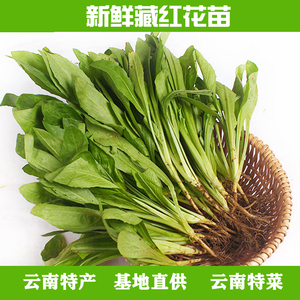 1公斤云南新鲜藏红花菜 产地低价直销 欢迎餐厅选购野菜蔬菜6人付款