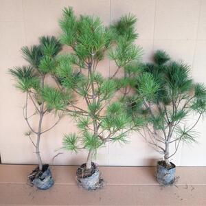 华山松树苗华山松苗迎客松大阪松小苗五针松盆景造型素材黑松苗