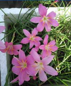 大花葱兰