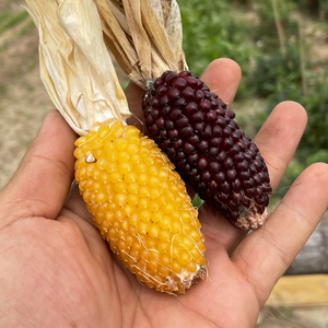 水果玉米菠萝玉米莓玉米种子春季甜玉米种子四季播 高产早熟