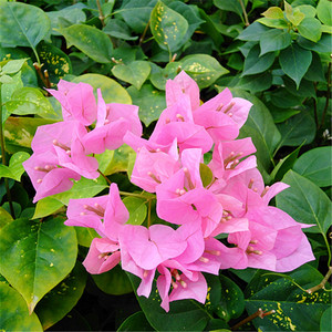 红粉佳人洒金粉三角梅 四季开花簕杜鹃苗 阳台庭院盆栽叶子花带盆