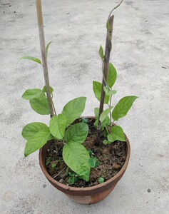 鸡屎藤树苗.鸡屎藤白面鸡屎藤的苗,25元两棵包邮