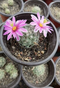 20tb9380360662淘宝樱富士仙人球实生开花美明日之光进口精品仙人掌