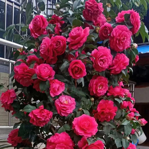 拉力皮特茶花