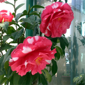 尼古拉大帝山茶花盆栽大花树苗稀有名贵阳台庭院植物室外四季开花