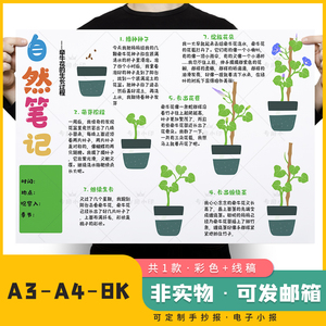 自然笔记牵牛花植物成长记录手抄报黑白线稿生长观察日记电子小报