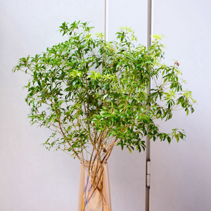 日本马醉木进口吊钟花鲜切枝条懒人植物超长花期绿植小森林去雾霾