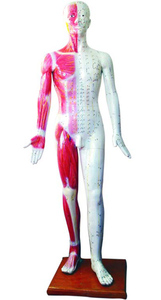 中医人体针灸模型 178CM（带肌肉解剖）经络穴位训练习模拟人假人