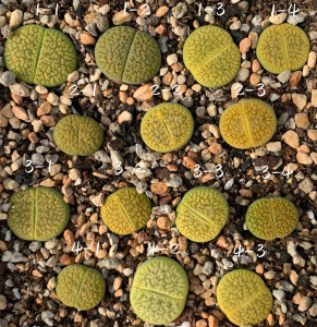 生石花绿富贵×绿光阳 annarosa*c48a 二年一物一拍 王军军园艺