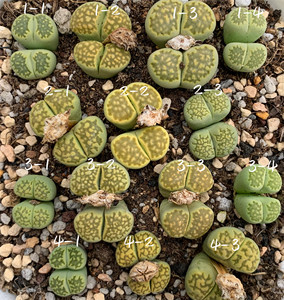 生石花ss.c56a绿福来母本带种荚 四年半 一物一拍 王军军园艺