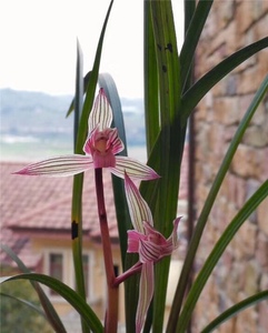 水晶红素兰花