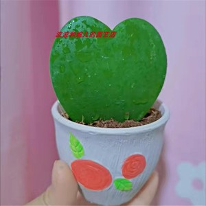 一片心心叶秋兰多肉植物室内阳台客厅桌面美观趣味好养活迷你绿植