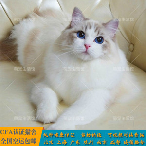 布偶猫活体纯种海双宠物猫蓝眼睛幼猫蓝双小猫咪山猫纹德文猫豹猫