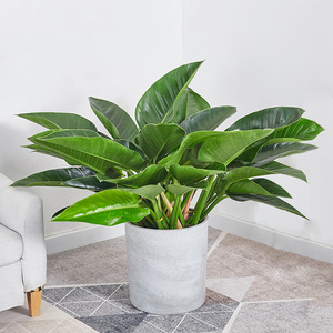 绿钻盆栽金钻蔓绿绒大型盆景室内好养去除甲醛办公室客厅清新空气