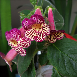 艳斑苦苣苔花猫 埃及艳后k.sim cleopatra矮株型大花品种秋季优惠