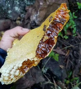 蜂蜜纯正天然野生中蜂蜂蜜成熟封盖蜜石洞蜂蜜支持视频开石取蜜