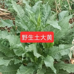 药材土大黄新鲜洋铁叶子根 洋铁叶牛西西羊蹄根现挖现发500g