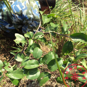 泰顺中草药野生药材过山枫过山龙落霜红南蛇藤黄果藤大南蛇干货