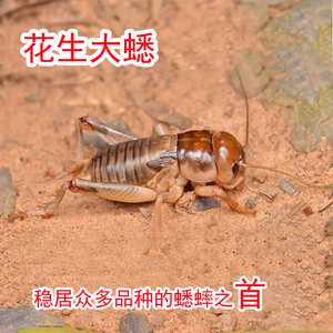 大头蟋蟀花生大蟋昆虫标本科普教学用品生物试验